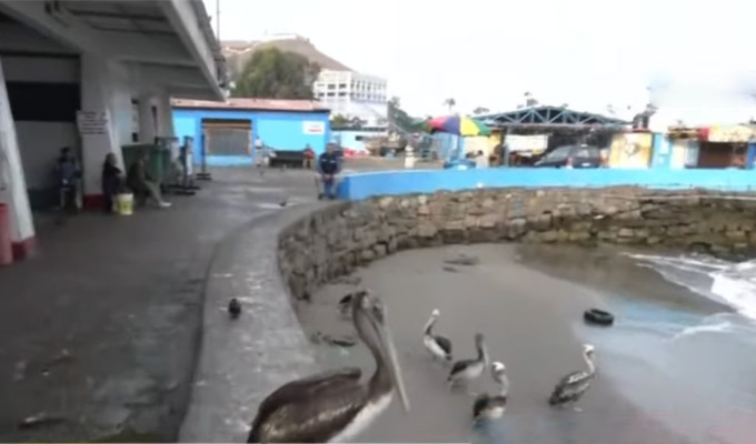 Chorrillos: oleajes anómalos y “El Niño” afectan a decenas de pescadores