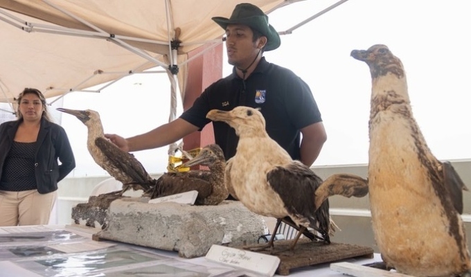 "Ruta de Aves del Callao": presentan iniciativa para promover potencial turístico de la región chalaca