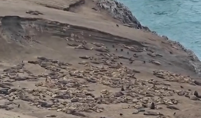 Tacna: cientos de lobos marinos agonizan por escasez de alimento