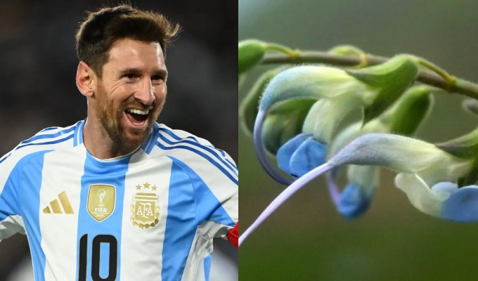 Descubren nueva especie de planta en Perú y la bautizan en honor a Lionel Messi