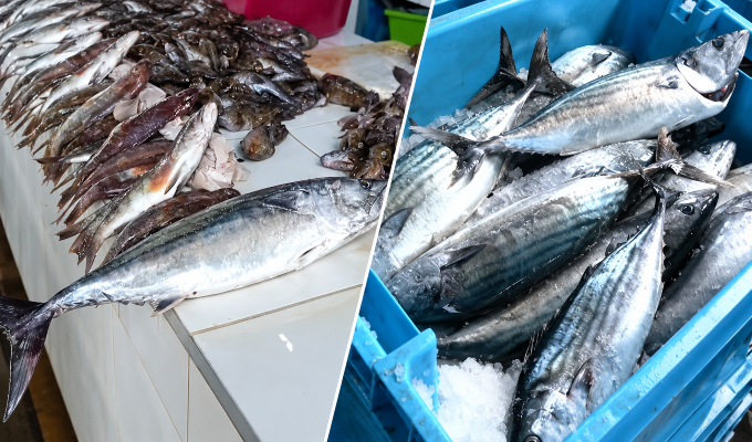 Fenómeno El Niño afecta la actividad pesquera en el Perú: reportan escasez de pescado en Lima y Pisco