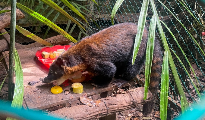 ¡Lo tenían como mascota! Serfor rescata a coatí comprado ilegalmente por S/200 en Tacna