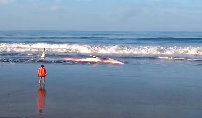 Hallan ballena varada en Lagunas de Mejía: piden a la población no acercarse