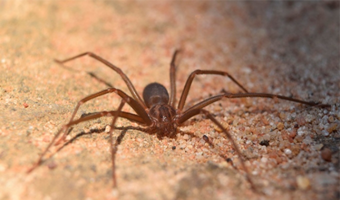 Mordedura de araña casera: así se produce el antídoto peruano que puede salvar vidas