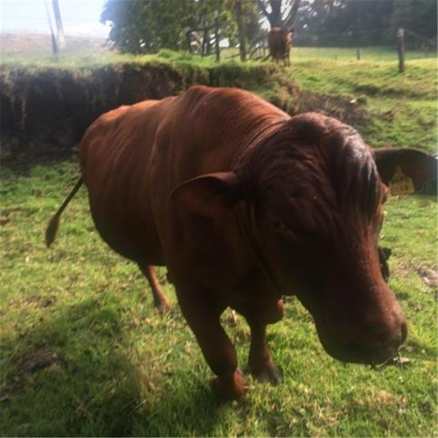 Finca en Venta - Vaade 2