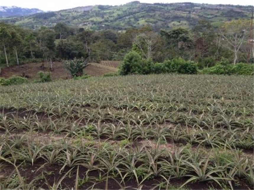 Finca en Venta - Visning 2