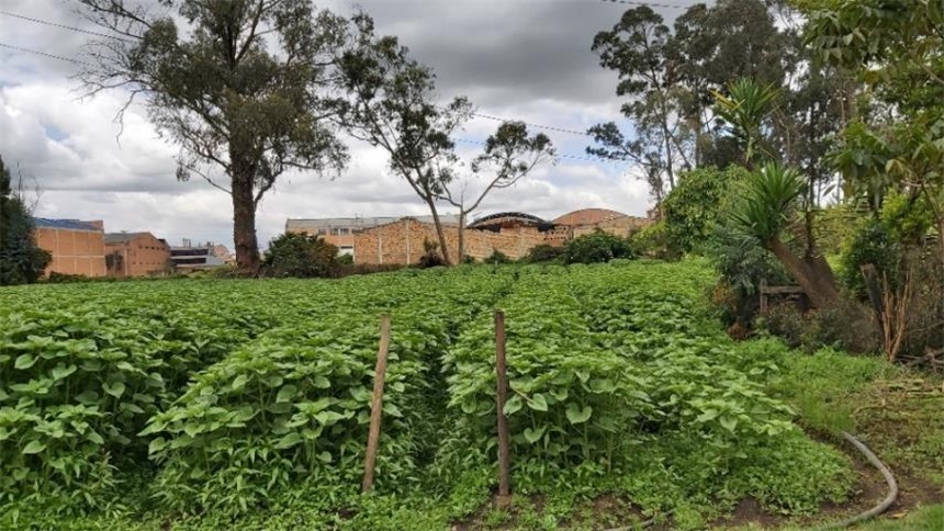 Casa Lote en Venta - Ansicht 3