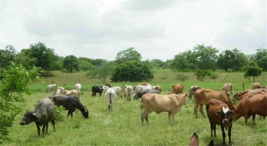 Finca en Venta