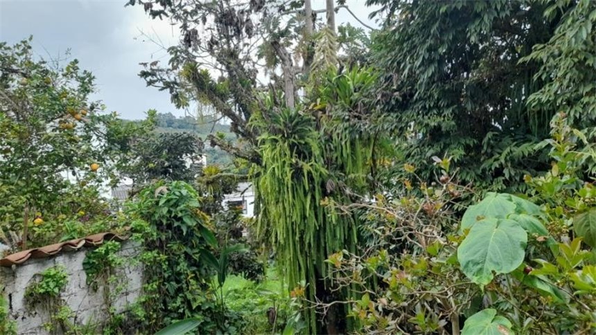 Lote en venta en La Francia, Manizales, 253 m² · foto 8 de 24