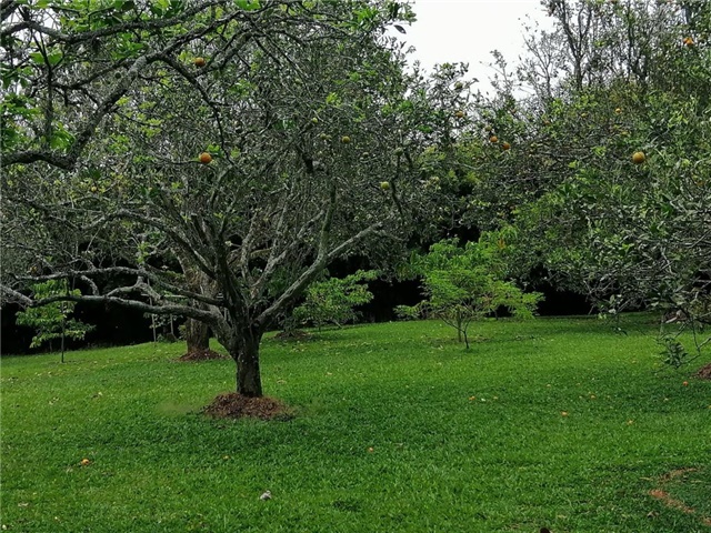 Lote en Arriendo - Vista 4