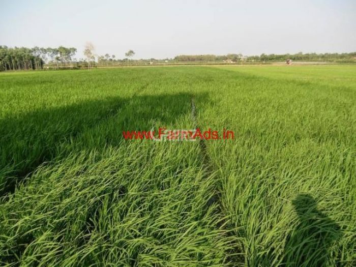 Agricultural Land for Sale in Changa Manga Chunian Road Changa Manga