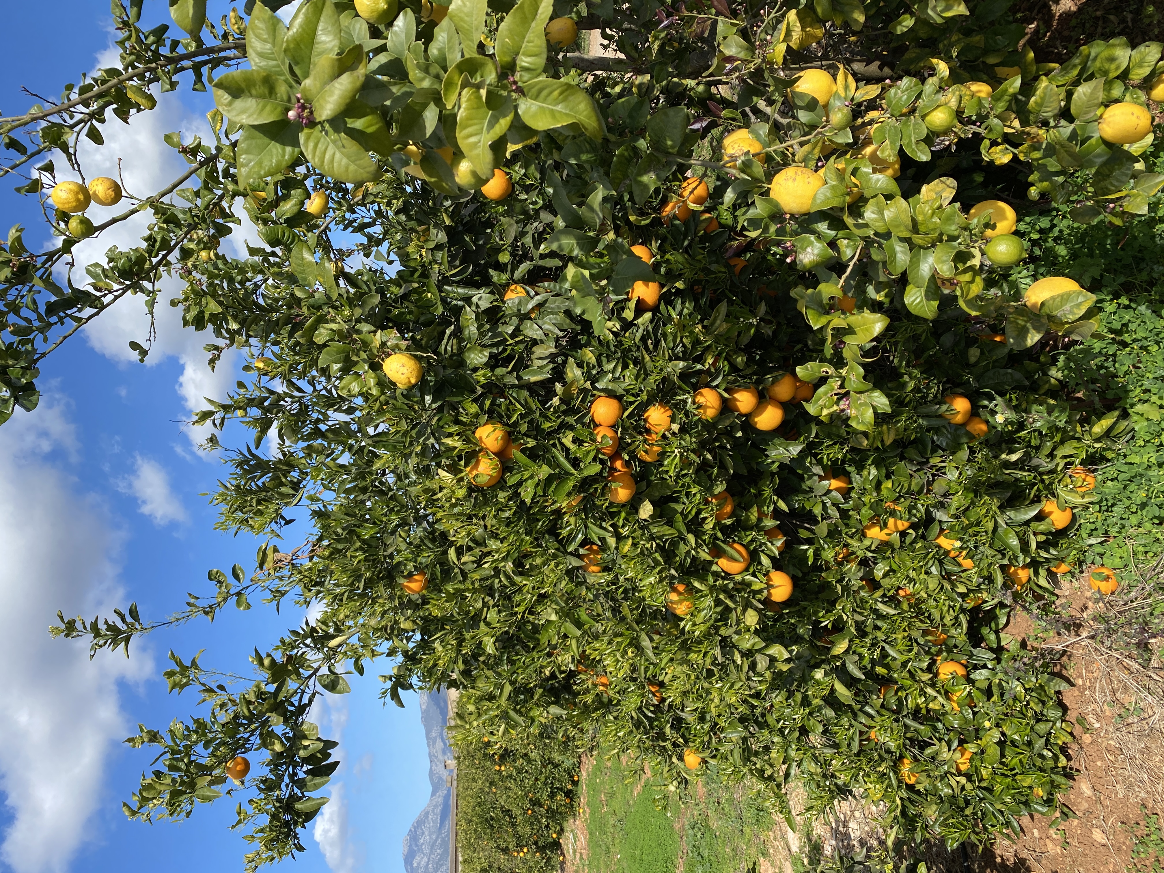 Sa Pobla-Sineu-Algaida-Randa Kloster-Montuiri-Sineu-Muro-Alcudia: photo 2 of 3 from the ride