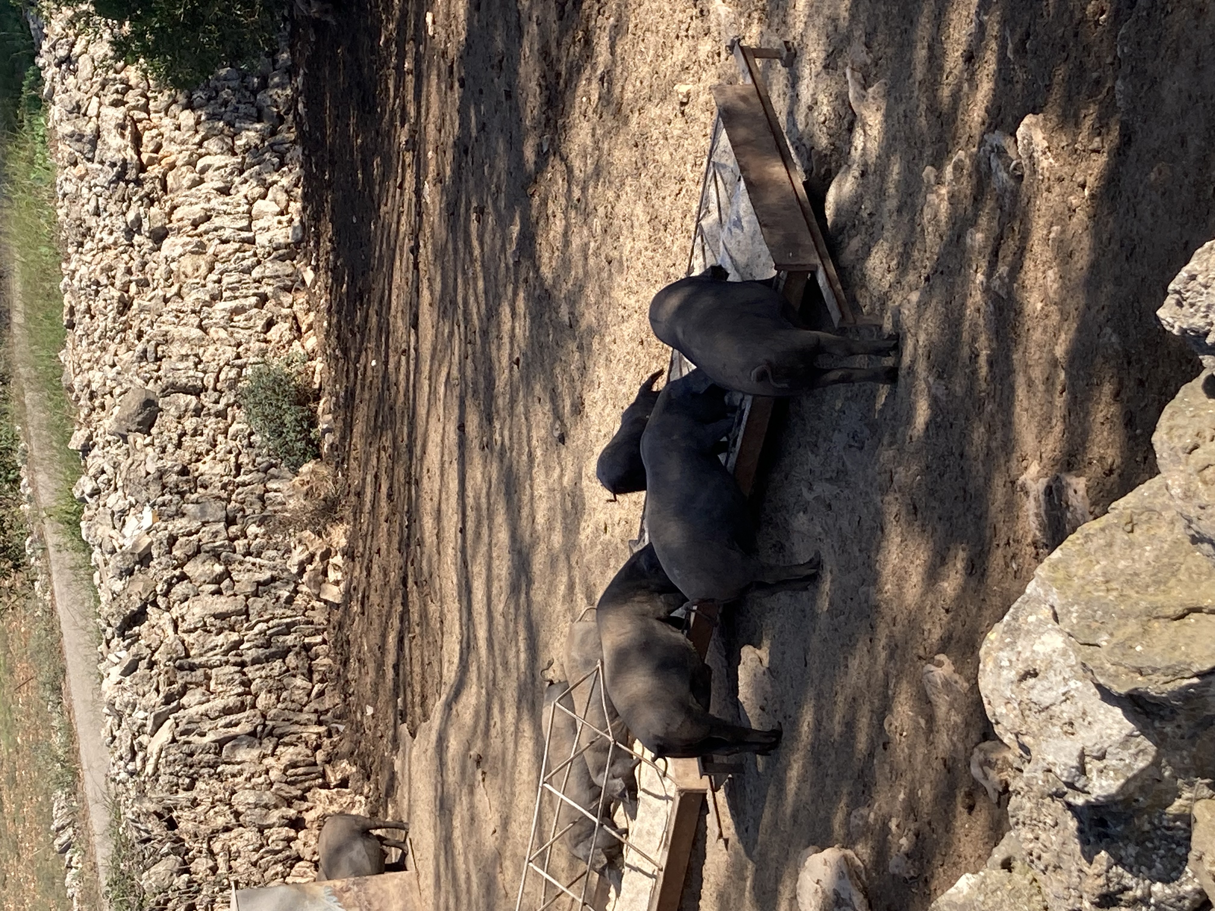 Platja de Muro, Muro, Sineu, Llubi, Buger, Ullaro, Alcudia: Foto 2 von 7 der Tour