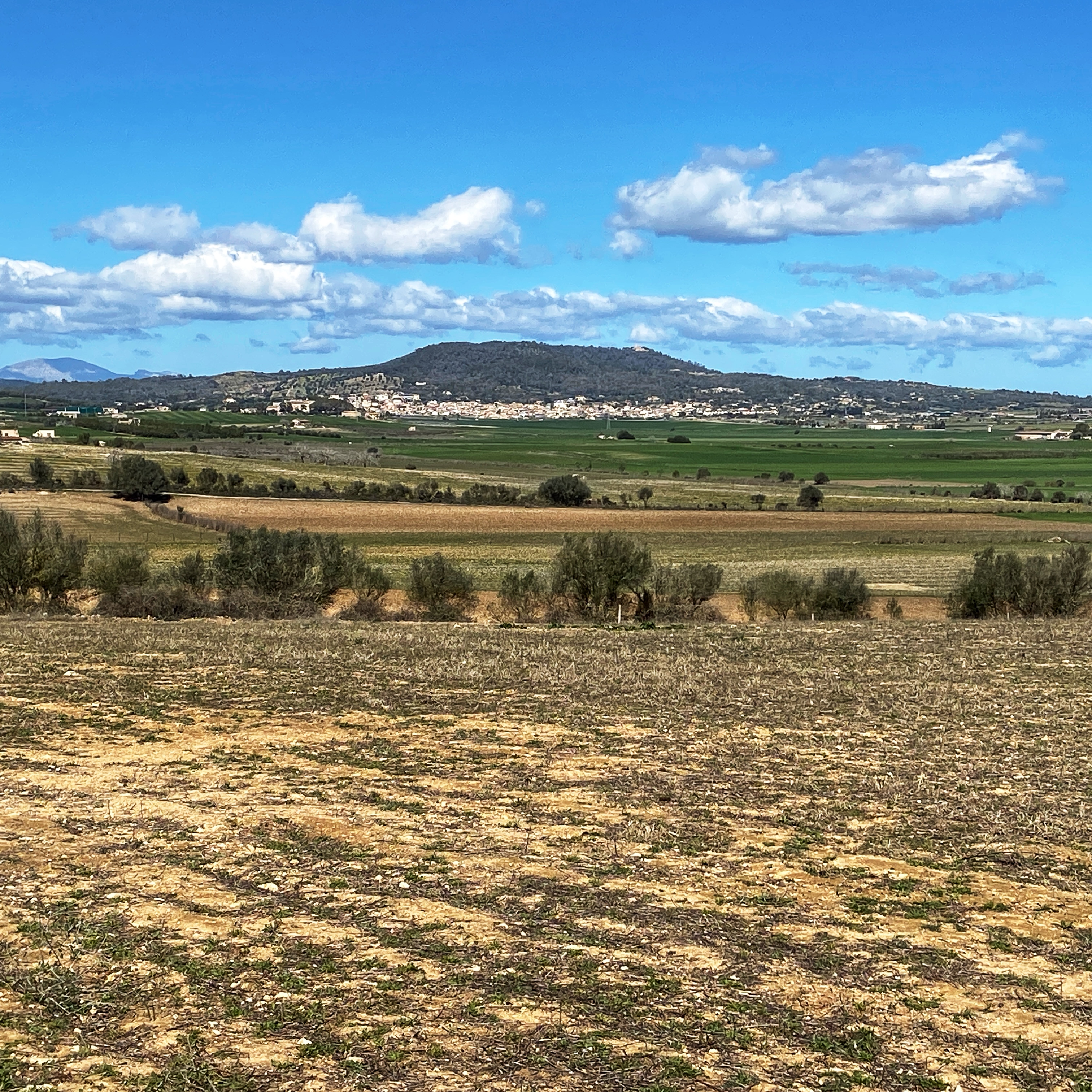 Can Picafort-St. Margalida-Petra-Porreres-Montuiri-Sineu-Llubi-Alcudia: photo 2 of 3 from the ride