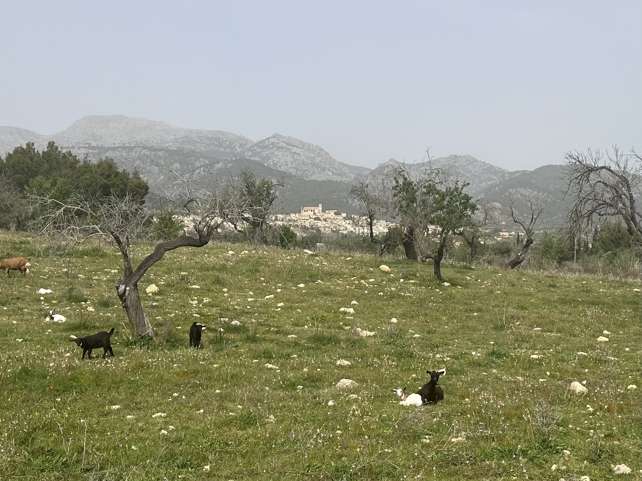 Sa Pobla-Inca-Selva-Mancor d.l.Vall-Campanet-Pollenca-Alcudia: Foto 3 von 4 der Tour