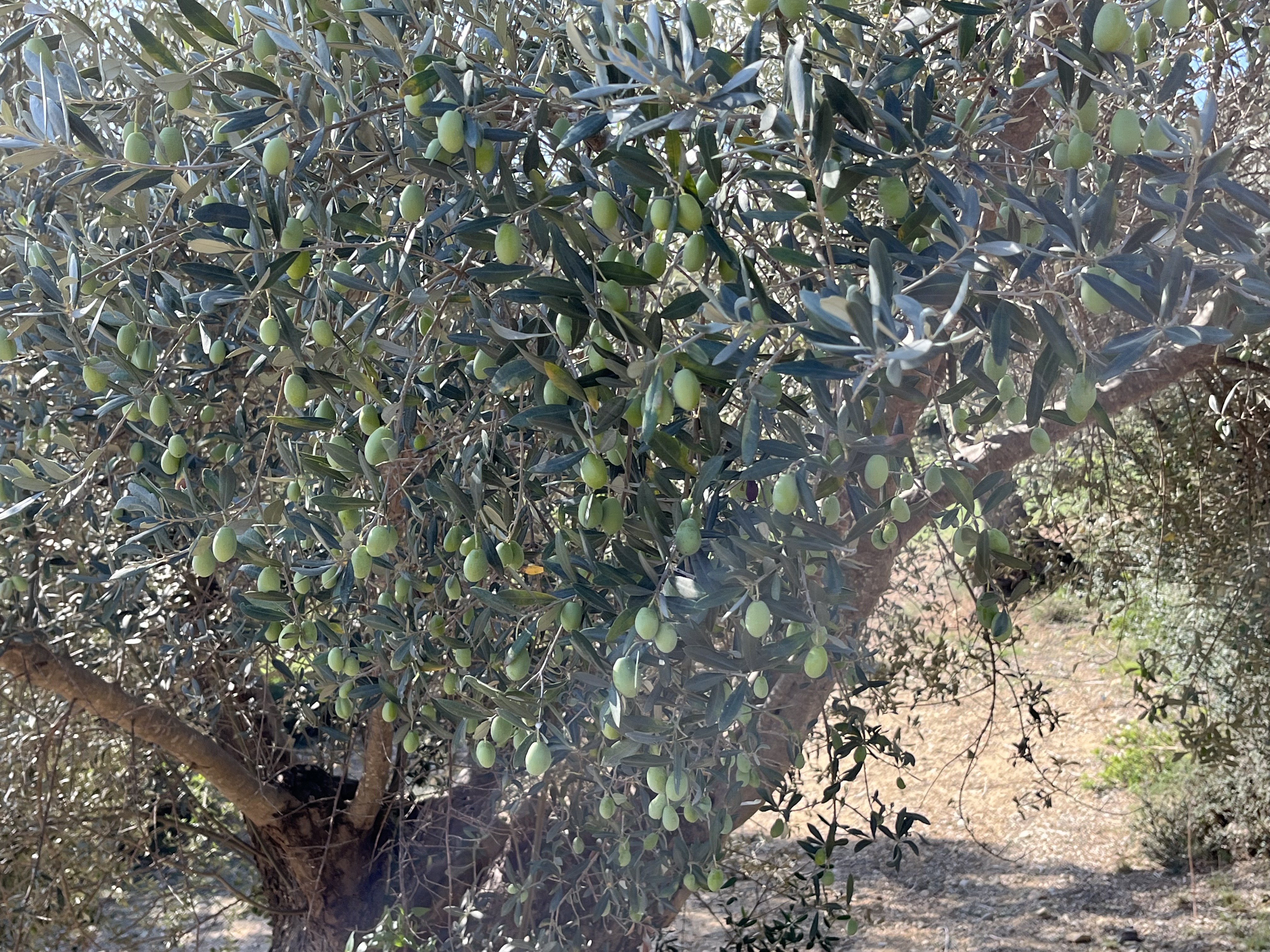 Platja de Muro, Sa Pobla, Ullaro, Campanet, Binibona, Caimari, Mancor de la Vall, Biniamar, Consell, So na Rossa, Sencelles, Cascanar, Ruberts, Sinau, Petra, Can Picafort, : Foto 2 von 6 der Tour