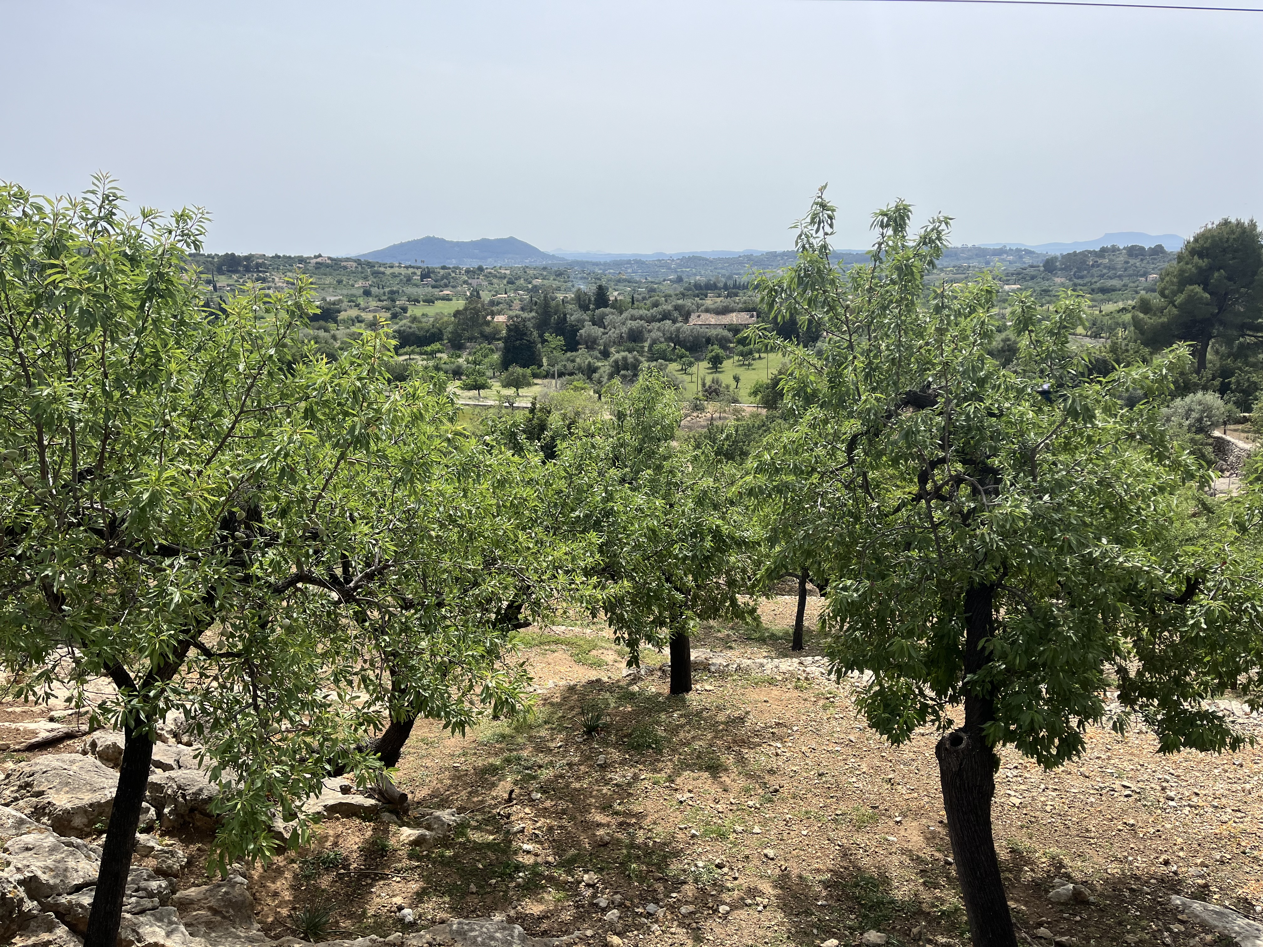 Sa Pobla-Inca-Selva-Mancor d.l.Vall-Caimari-Binibona-Pollenca-Llenaire-Puerto Pollenca-Bonaire-Puerto Alcudia: foto 3 de 7 de la ruta