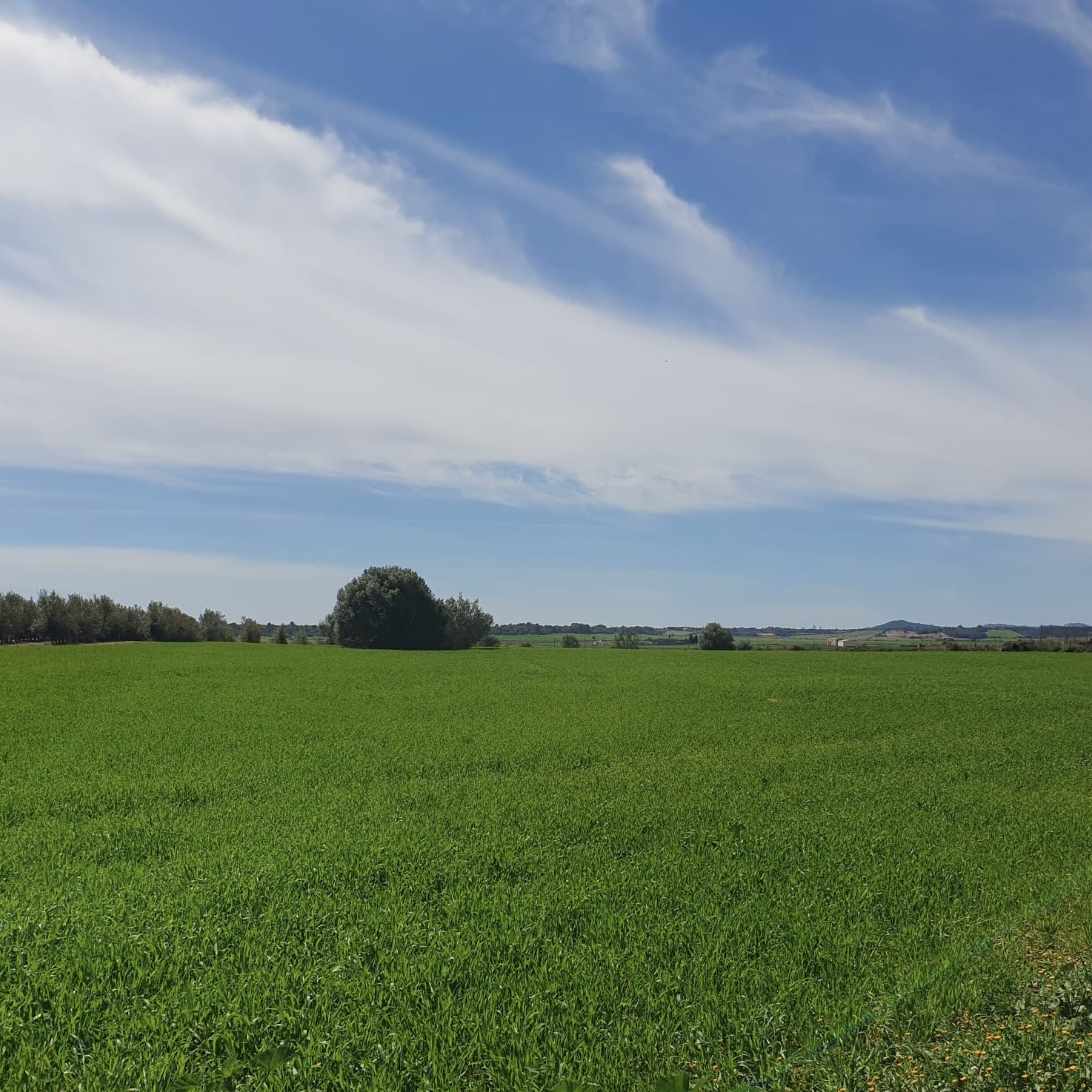 Sa Pobla-Campanet-Selva-Alaro-St. Maria-St. Eugenia-Algaida-Randa-Montuiri-Sineu-Maria-Muro-Alcudia: Foto 3 von 3 der Tour