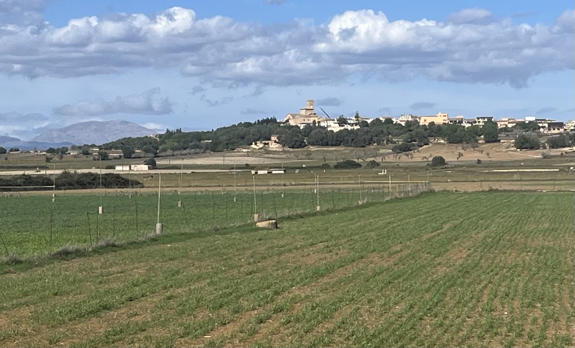 Sa Pobla-Llubi-Sineu-Petra-Ariany-Maria-St.Margalida-Can Picafort-Hotel: Foto 2 von 2 der Tour