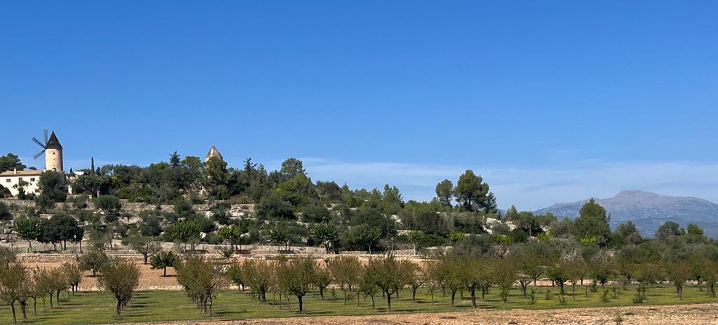 Pollenca/Golf-Campanet-Mancor de la Vall-Lloseta-Alaro-St.Maria-Sencelles-Llubi-Sa Pobla: Foto 3 von 3 der Tour