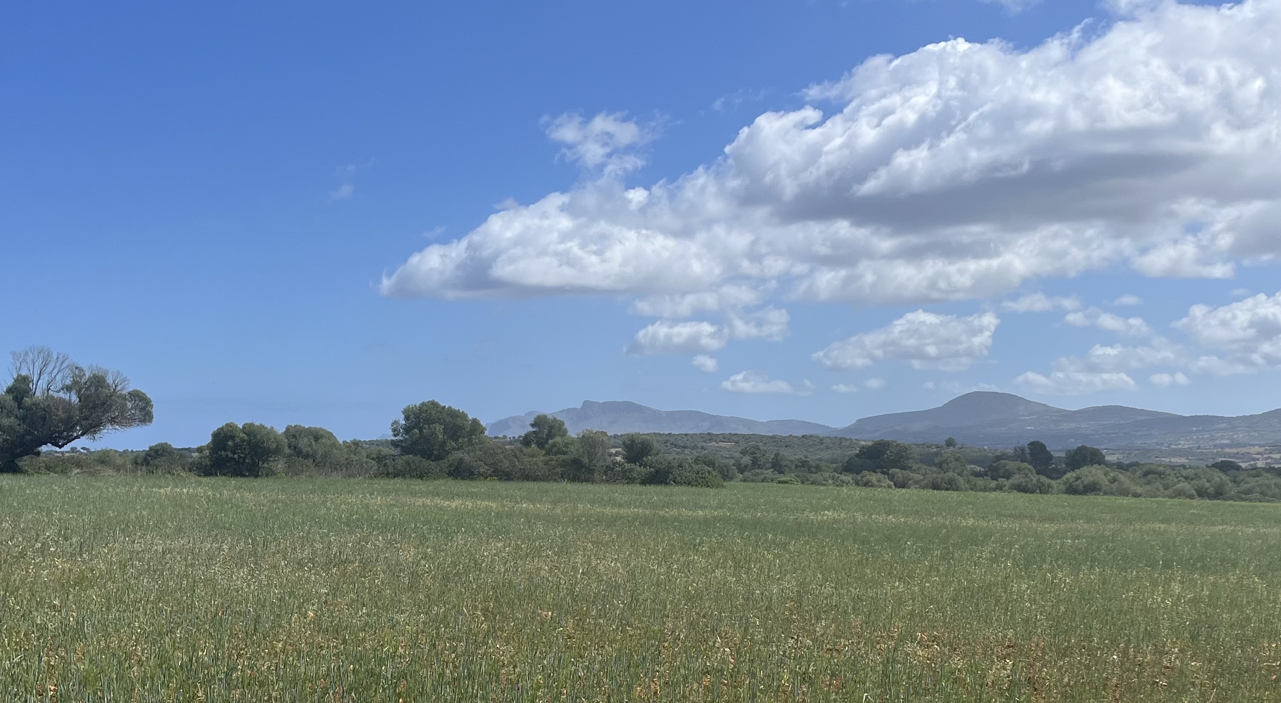 Can Picafort-"Gr.Wellblech"(Ma3330)- Sa Vall- Manacor - Vilafranca de Bonany - Els Calderes - St.Joan- Sineu- Muro - Alcudia: Foto 2 von 4 der Tour