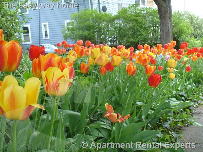 28 Cherry St, Porter Square