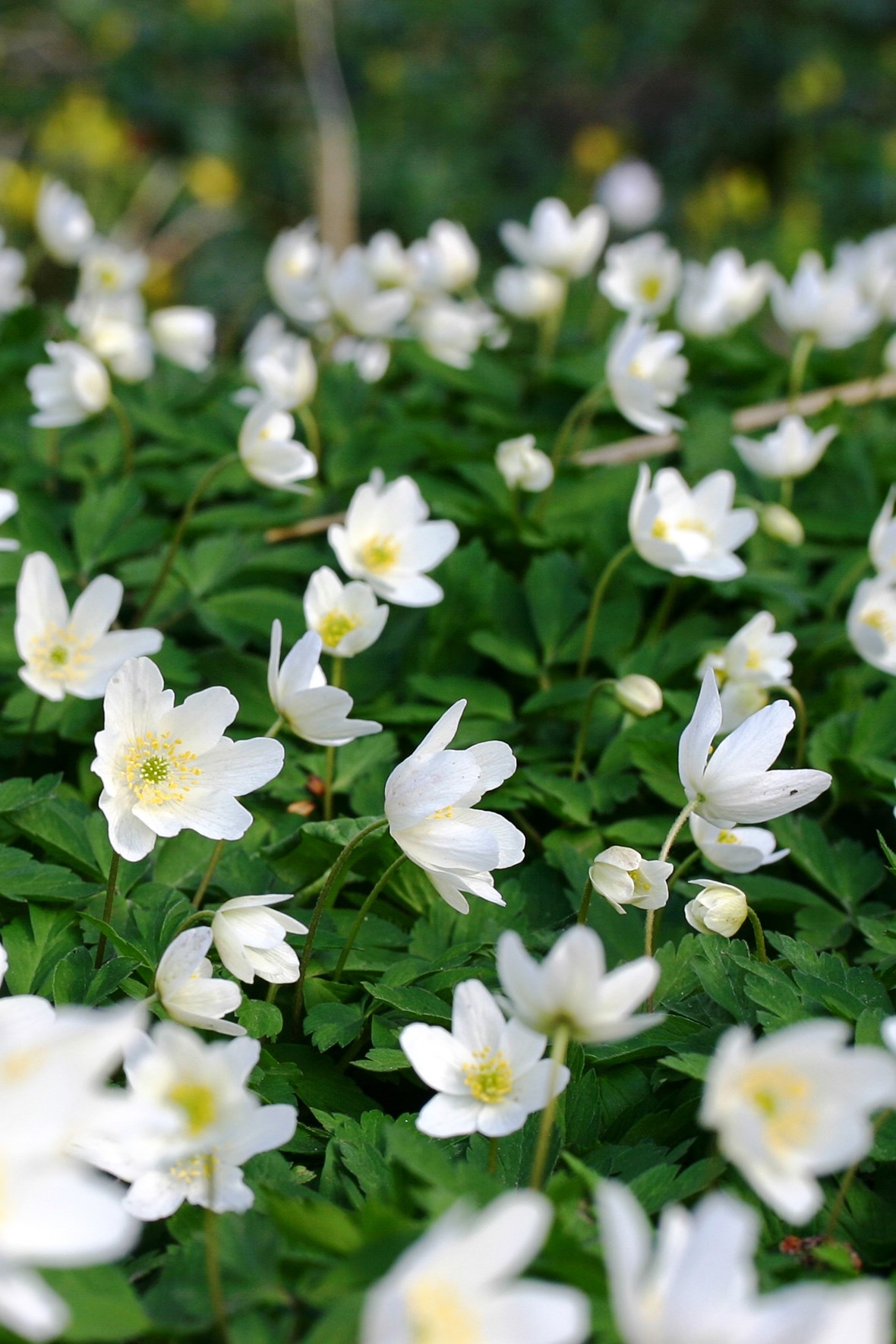 Anemone nemorosa Avon Bulbs