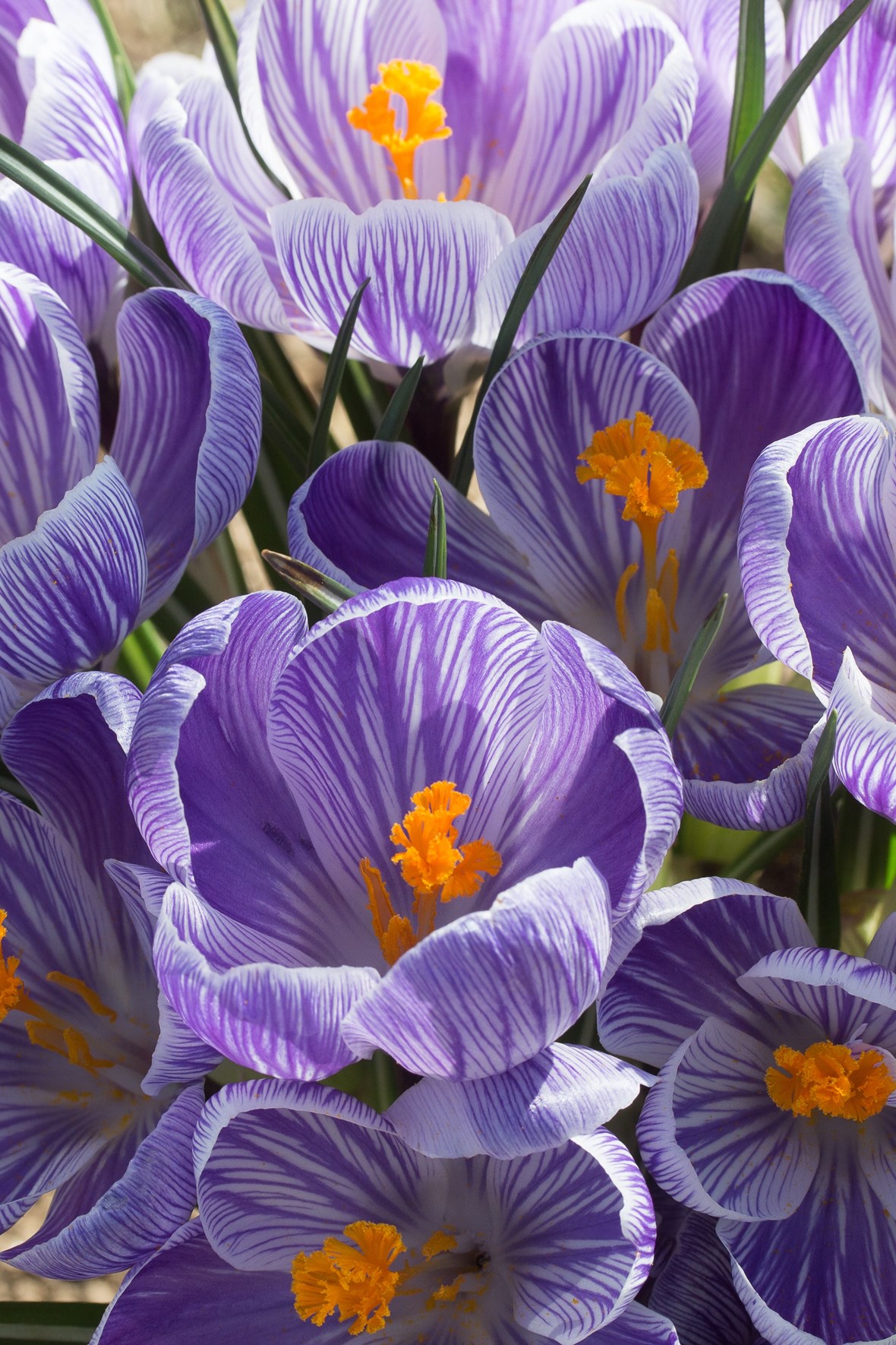 Crocus vernus Pickwick Avon Bulbs