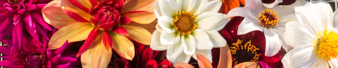 dahlias.jpg