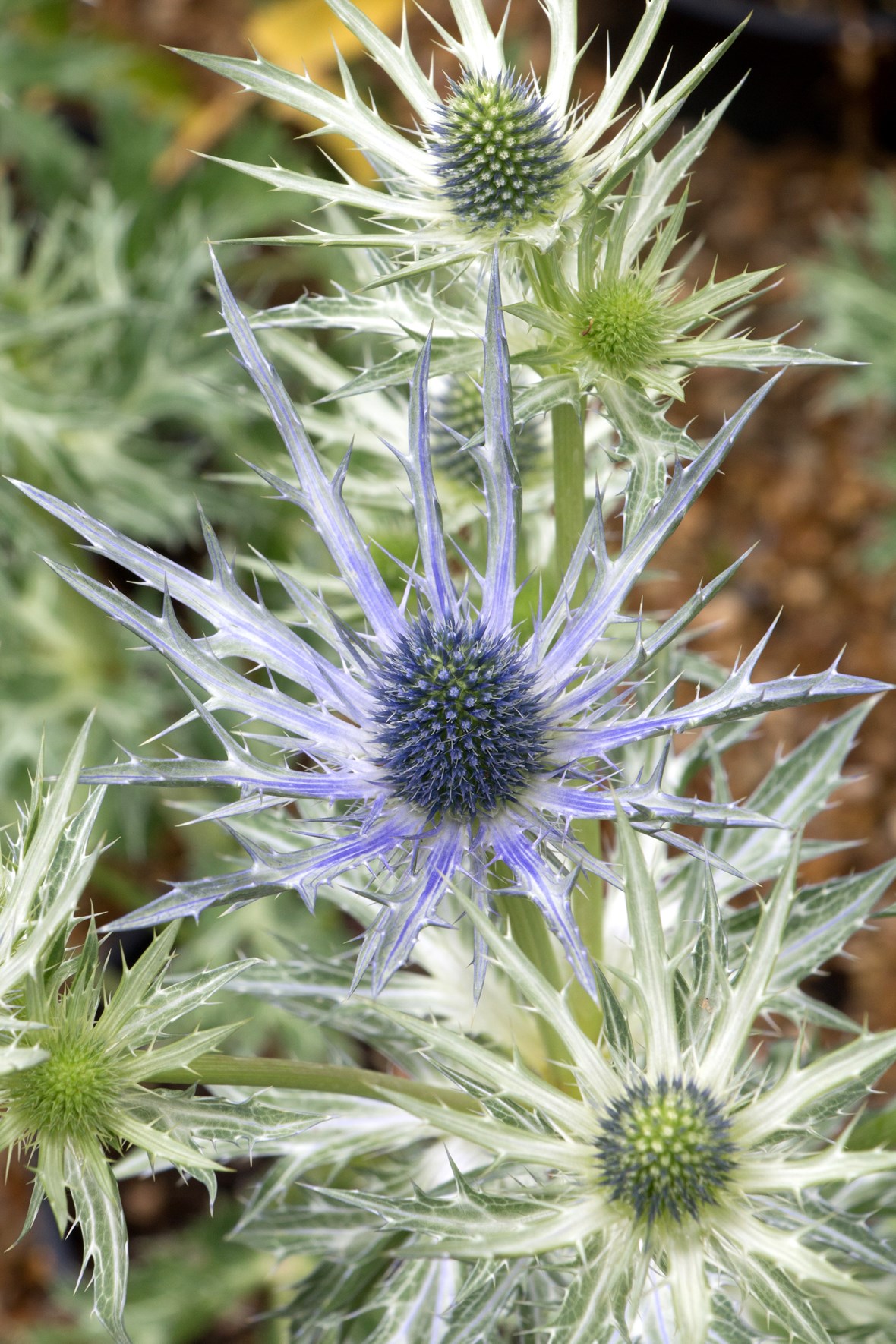 Eryngium x zabelii Big Blue Avon Bulbs