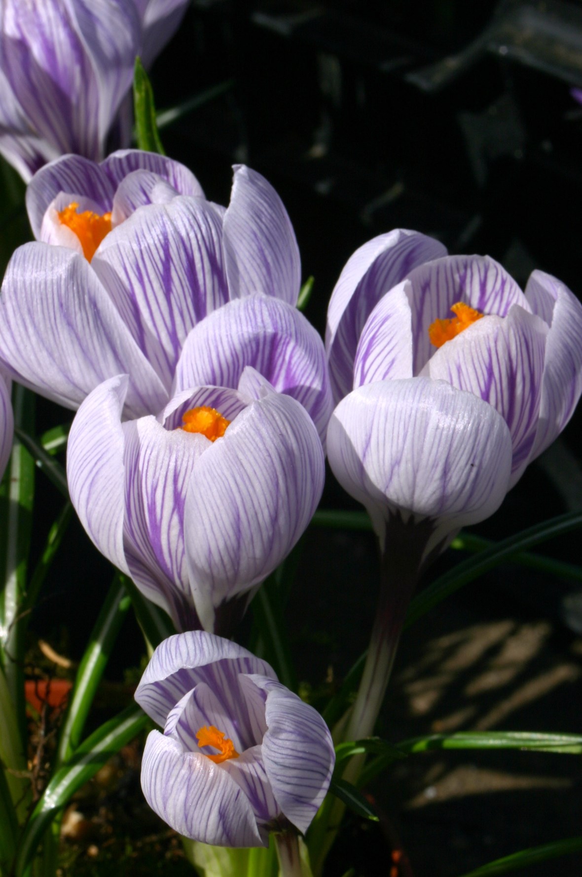 Crocus vernus Pickwick Avon Bulbs