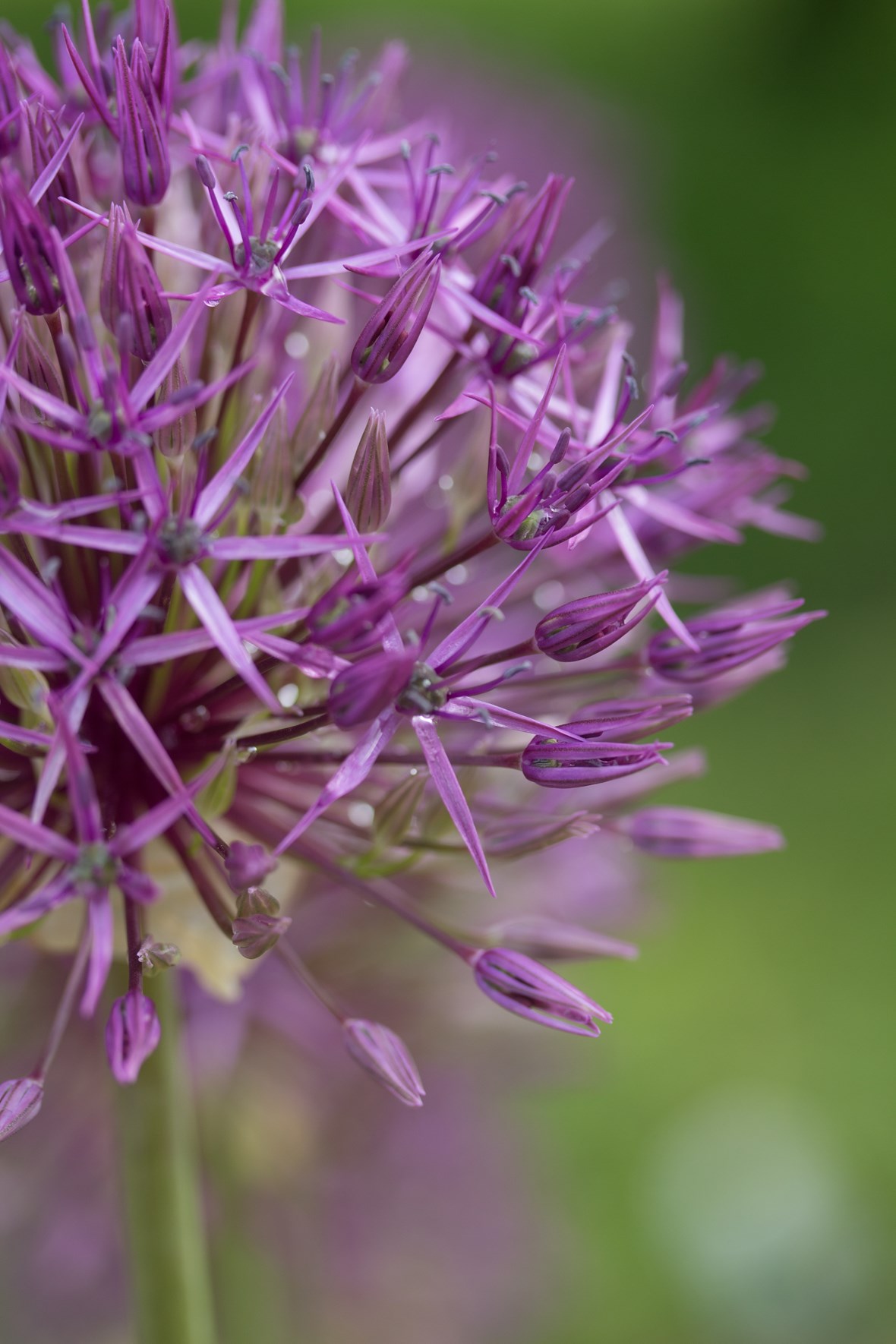 Allium Stipitatum Violet Beauty Avon Bulbs