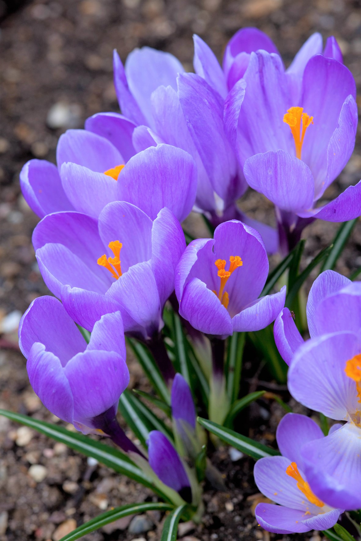 Crocus vernus Remembrance