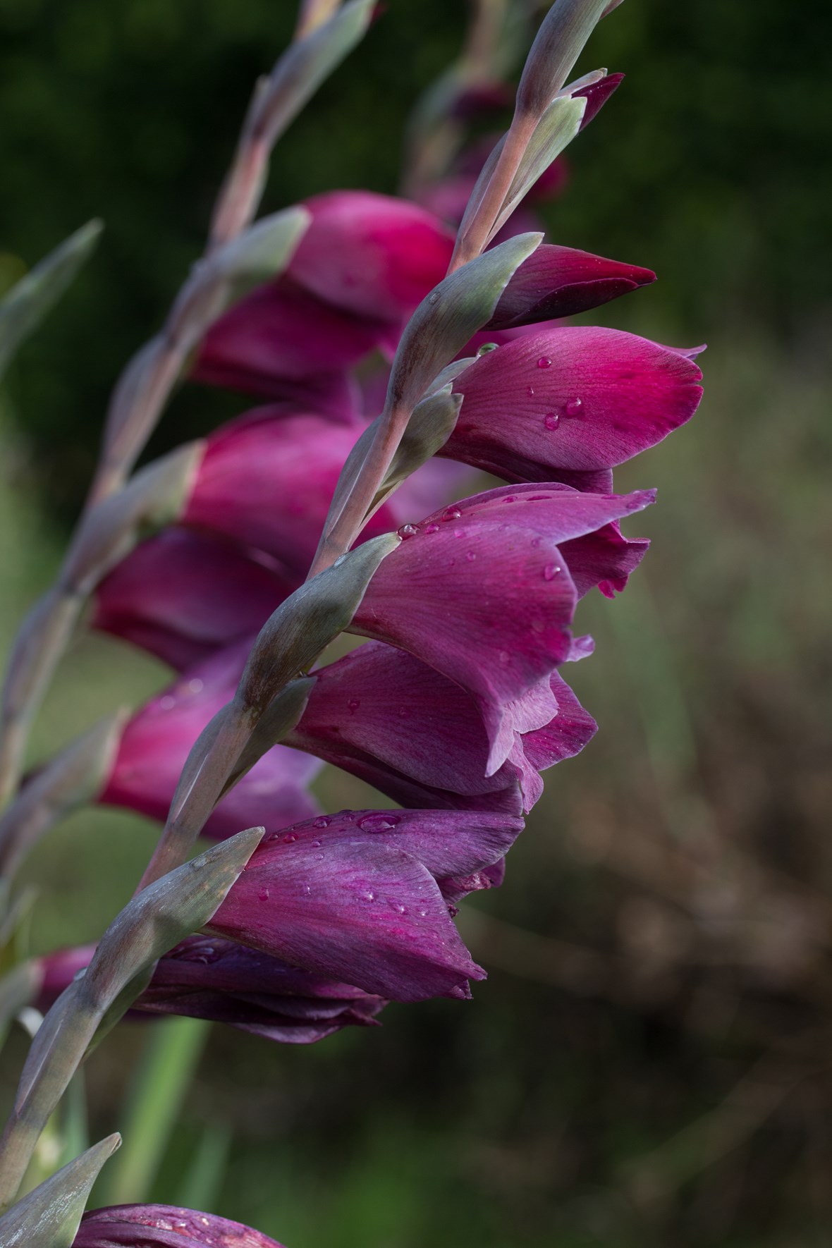 Gladiolus Thunder Avon Bulbs