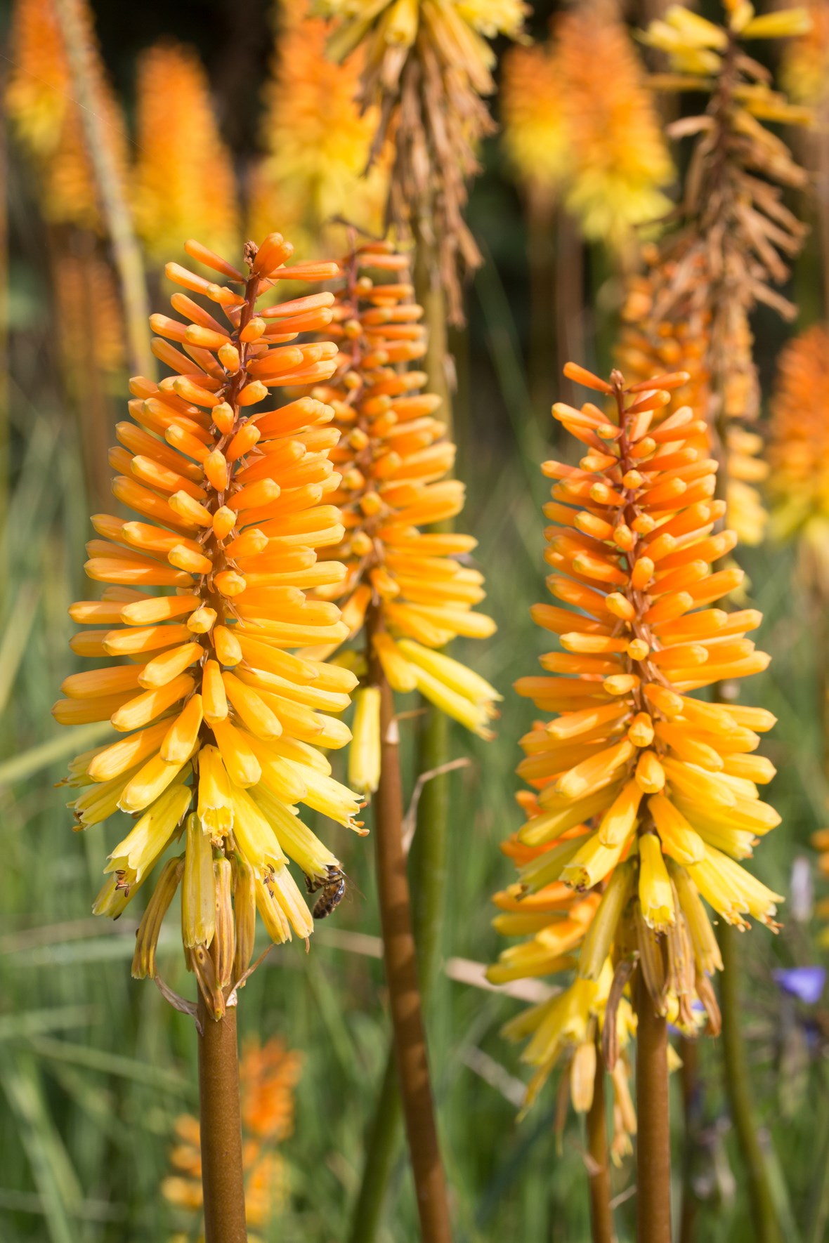 Kniphofia Bees Sunset Avon Bulbs
