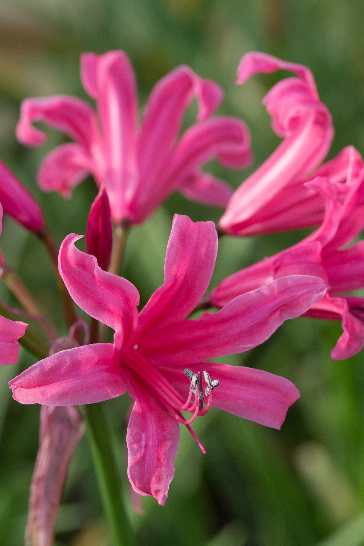 Nerine Zeal Giant Avon Bulbs