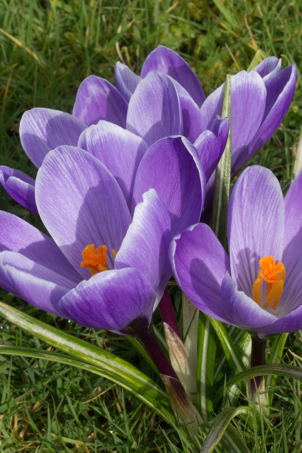 Crocus vernus Remembrance