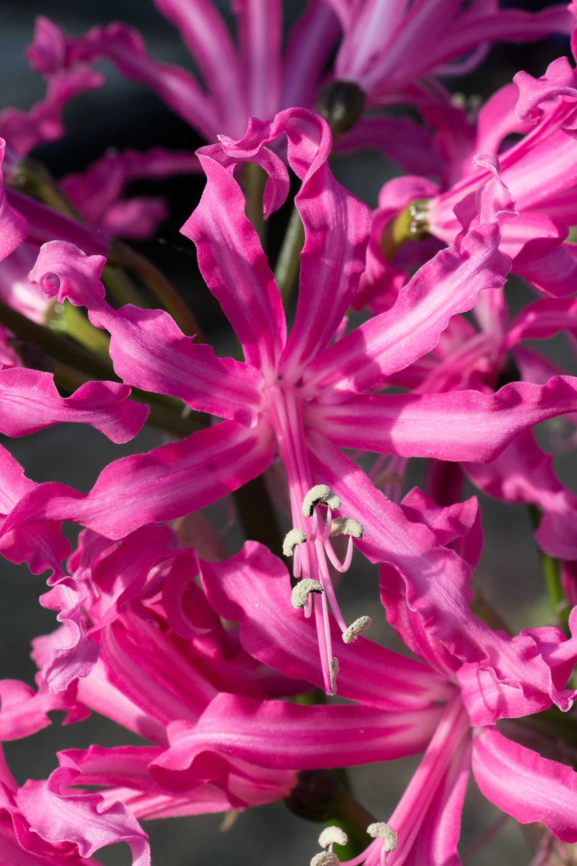 Nerine bowdenii Isabel Avon Bulbs