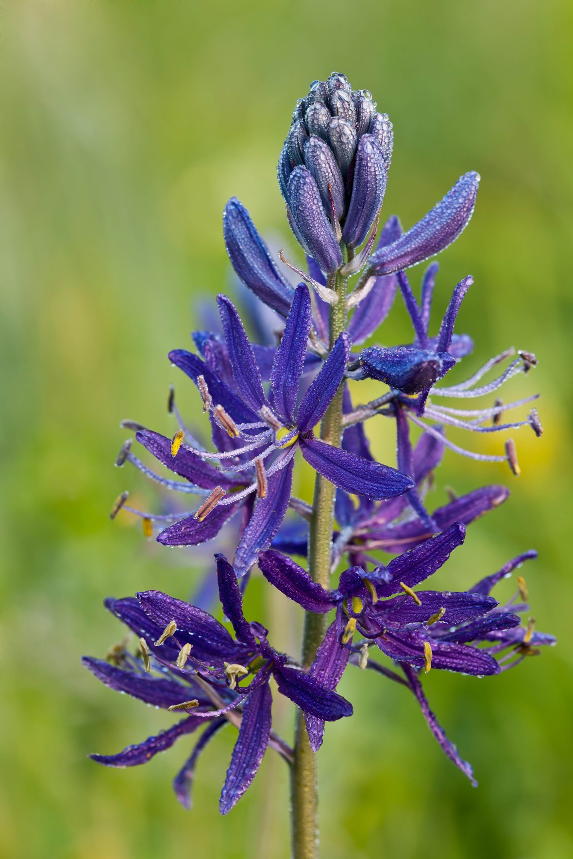 Camassia quamash Avon Bulbs