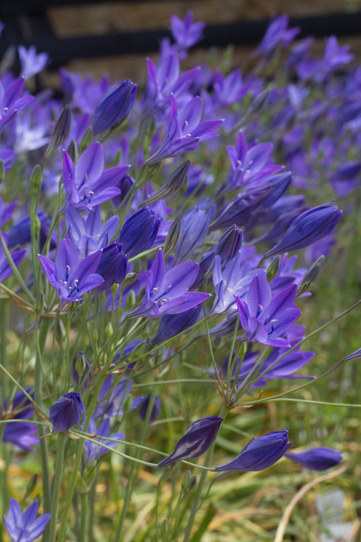 Triteleia laxa Corrina Avon Bulbs