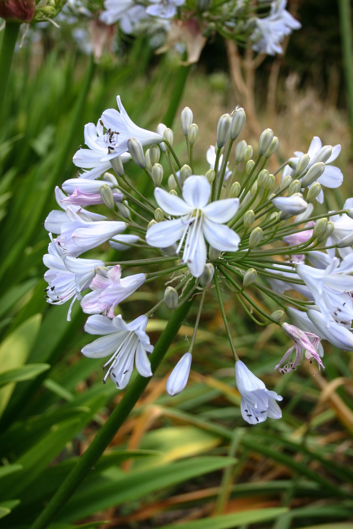 Agapanthus Silver Mist Avon Bulbs