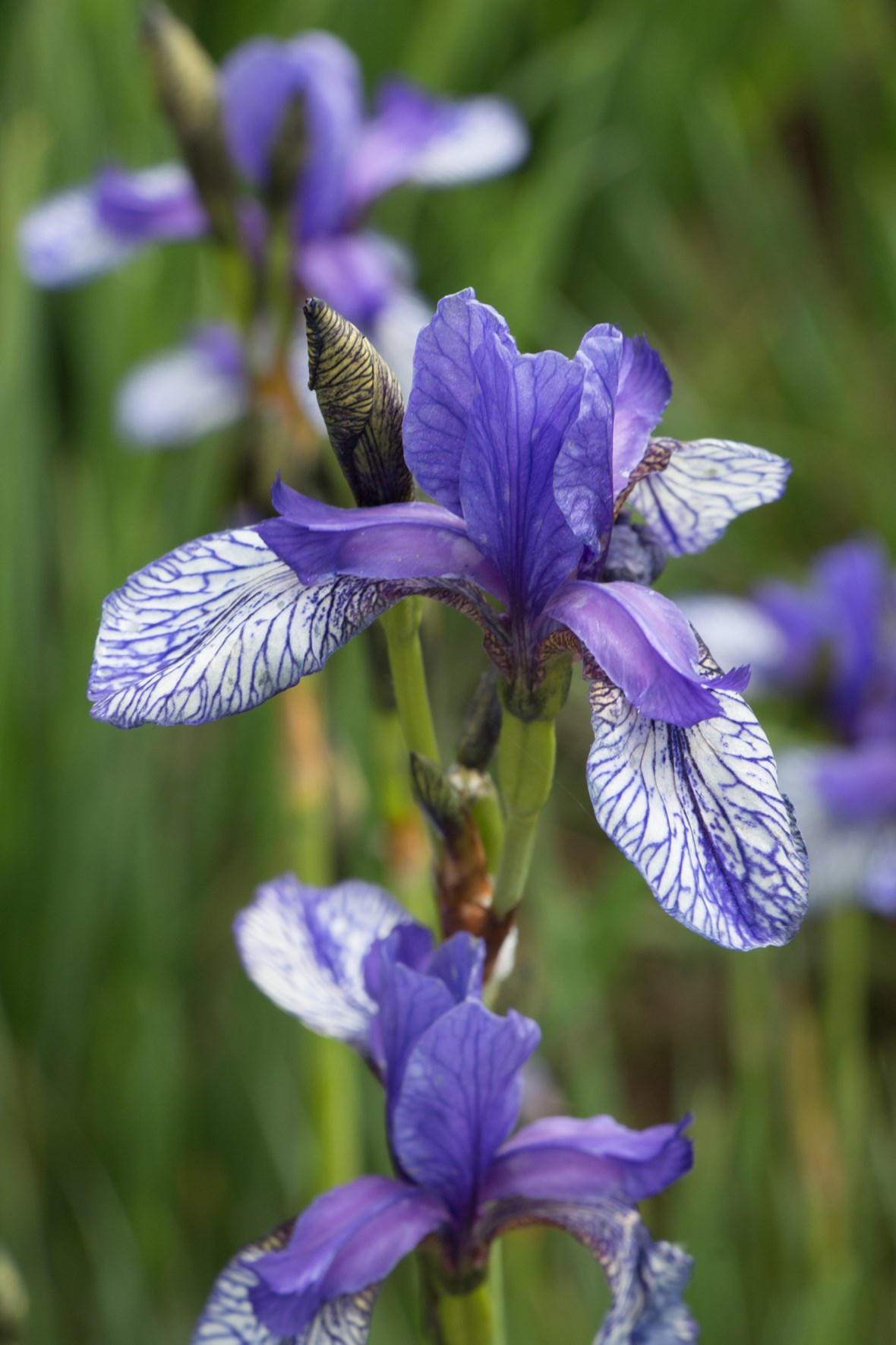 Iris sibirica Flight of Butterflies Avon Bulbs