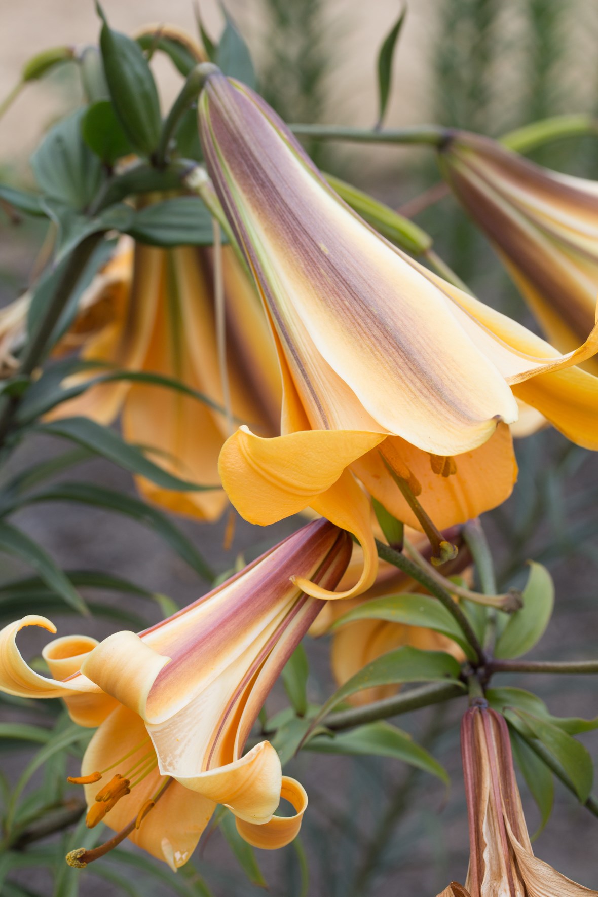Lilium African Queen Avon Bulbs