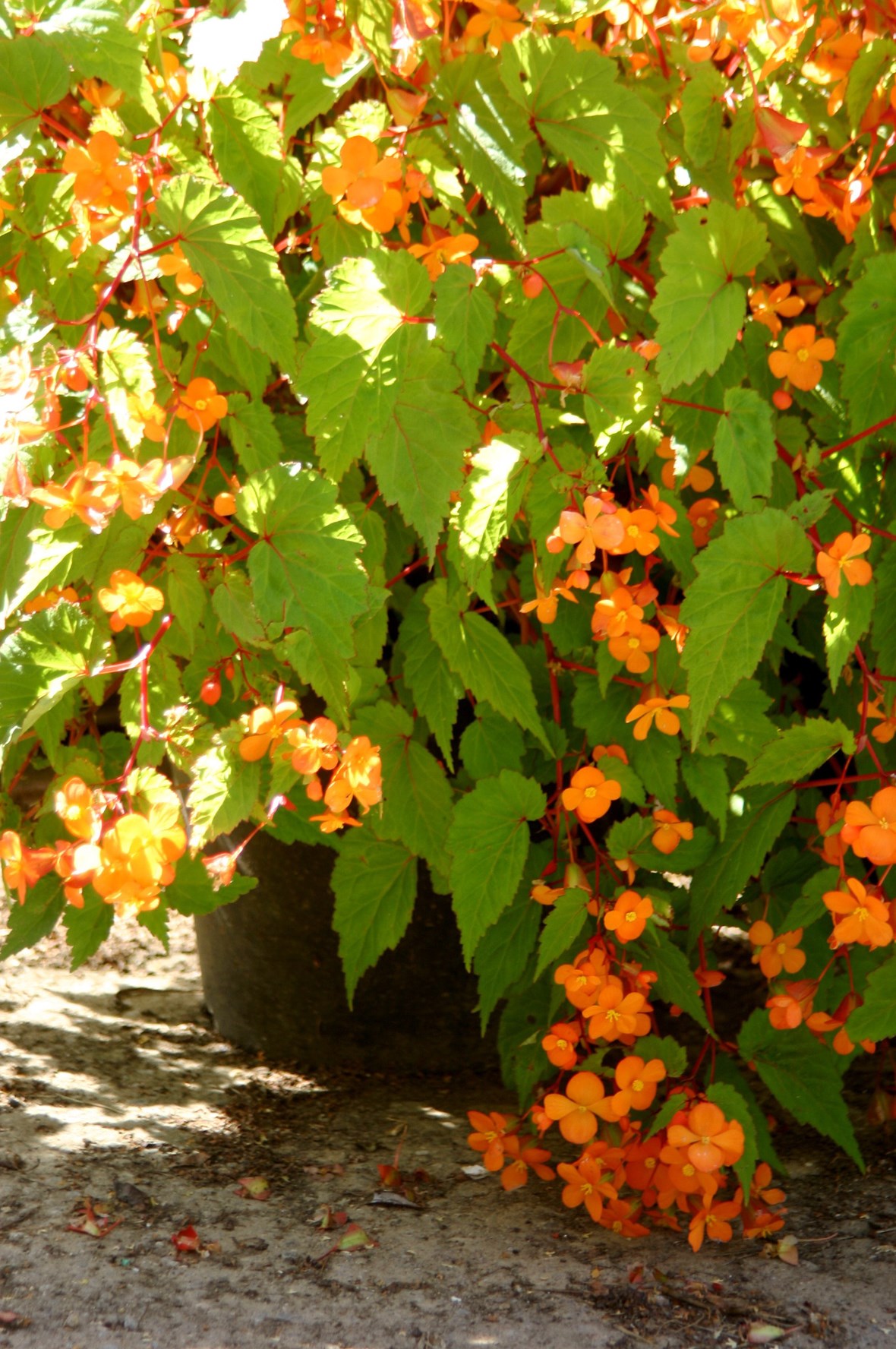 Begonia sutherlandii | Avon Bulbs