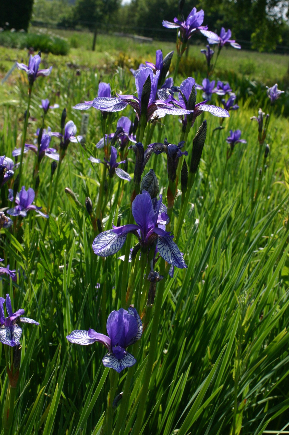 Iris sibirica Flight of Butterflies Avon Bulbs
