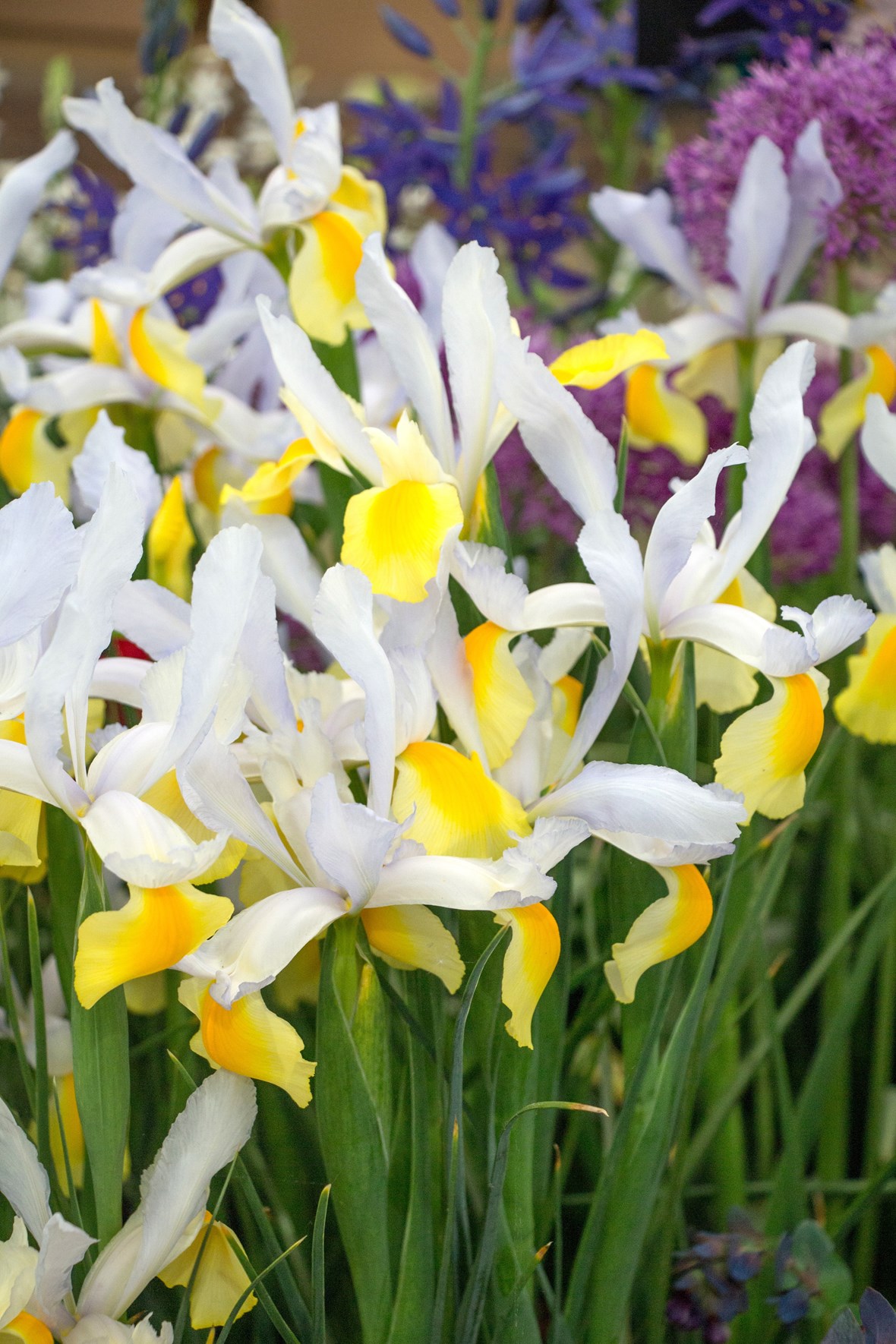 Iris x hollandica Montecito Avon Bulbs