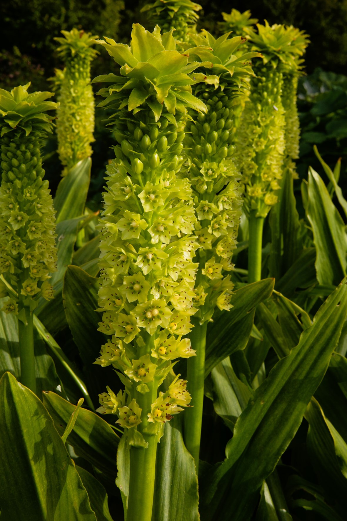 pallidiflora (Poleevansii) Avon Bulbs