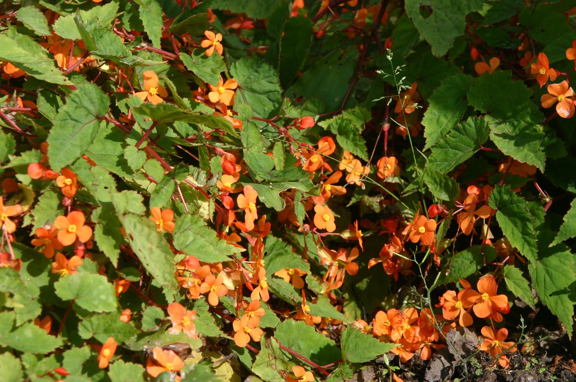 Begonia sutherlandii - Alchetron, The Free Social Encyclopedia