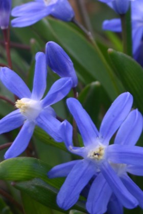 Chionodoxa luciliae