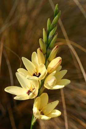 Ixia Yellow Emperor